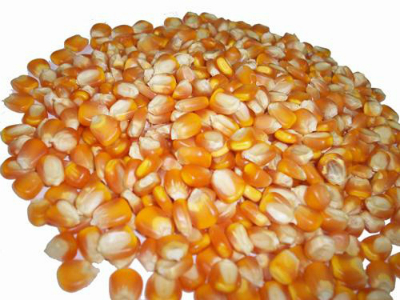 Ở Mỹ dùng ngô để sản xuất mì chính.