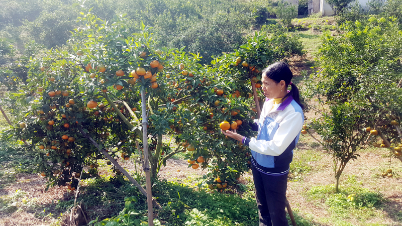 Chị Lê Thị Bảy, Giám đốc Hợp tác xã Cam 10-10, giới thiệu giống cam đường Vạn Yên đang vào mùa thu hoạch. 