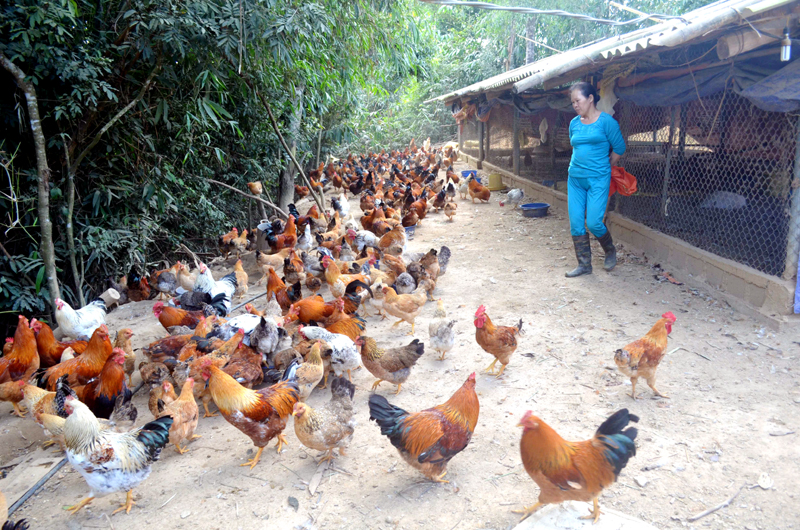Chị Thái Thị Lâm (thôn Bản Cái, xã Phong Dụ, huyện Tiên Yên) sau khi học lớp đào tạo nghề đã có kiến thức để đầu tư trang trại nuôi gà của gia đình.