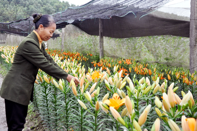 Một hộ gia đình trồng hoa truyền thống tại huyện Hoành Bồ.