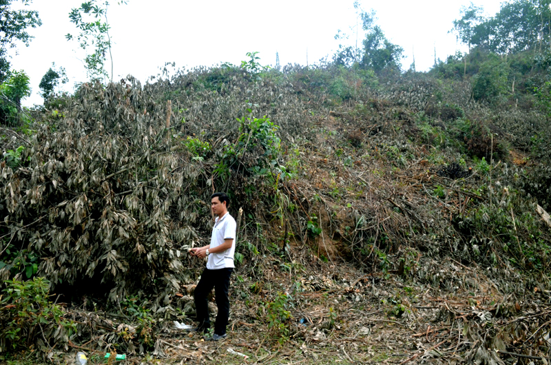 Rừng trồng của Công ty TNHH MTV Lâm nghiệp Hoành Bồ thuộc khoảnh 1, khoảnh 2, tiểu khu 169, đã được khai thác để tái đầu tư.
