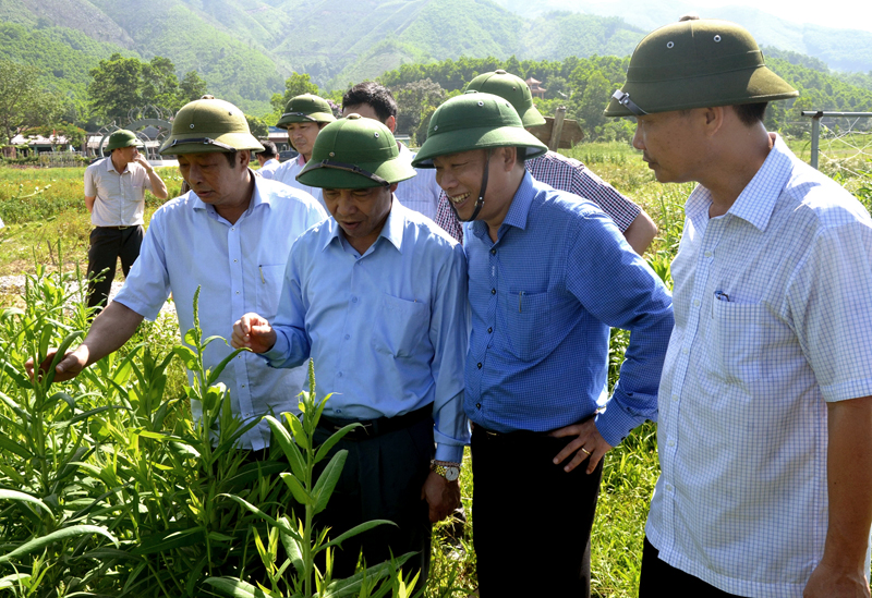 Đoàn công tác của tỉnh thăm khu trồng dược liệu tại Khu du lịch sinh thái “Thiên đường hoa Quảng La” của HTX Nông dược xanh Tinh hoa (huyện Hoành Bồ). Ảnh: Hoàng Nga