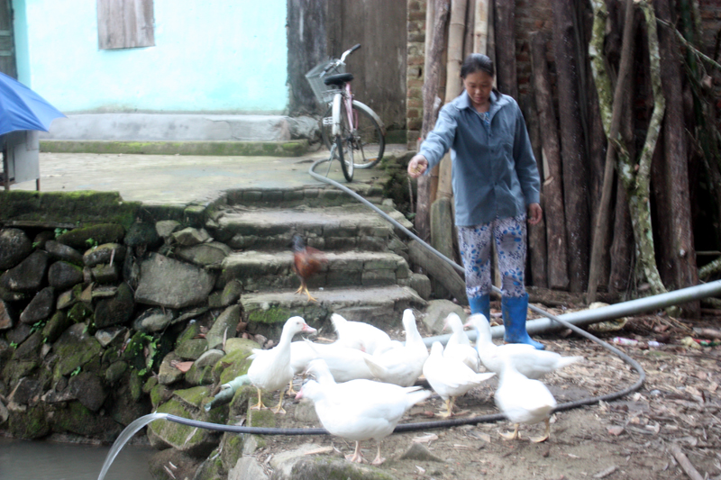 Bà Đặng Thị Bình (bản Phiêng Tắm, xã Đồng Tâm) chăm sóc đàn ngan nuôi do Lâm trường 155 hỗ trợ giống. 