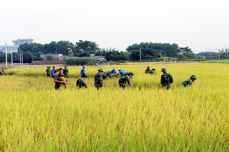 Ban CHQS TX Đông Triều huy động lực lượng giúp dân thu hoạch lúa tránh cơn bão số 7 vào tháng 10-2016. (Ảnh do Ban CHQS TX Đông Triều cung cấp)