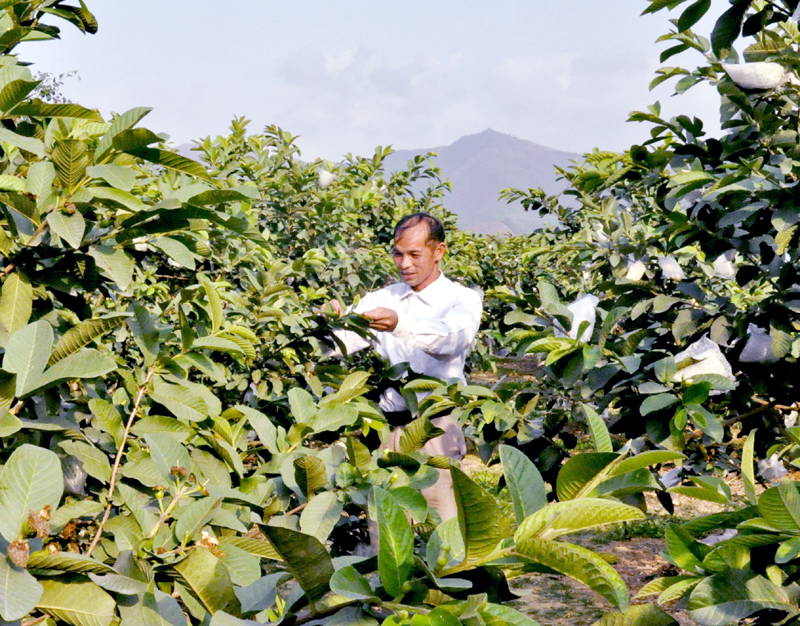 Anh Ân Văn Kim (thôn Đồng Đặng, xã Sơn Dương, huyện Hoành Bồ) áp dụng kiến thức từ lớp đào tạo nghề trồng cây ăn quả vào chăm sóc vườn ổi của gia đình.