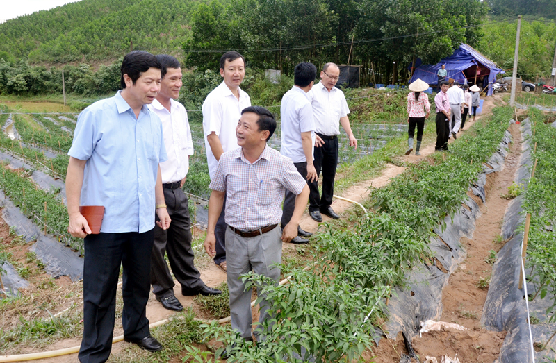 Chủ tịch HND tỉnh Vũ Thành Long (ngoài cùng, bên trái) tham quan mô hình trồng ớt công nghệ cao tại xã Hà Lâu, huyện Tiên Yên.