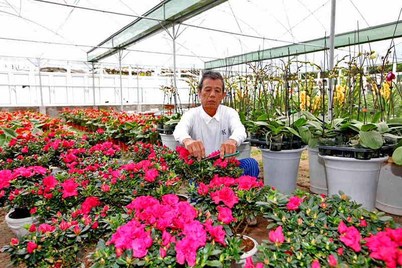 Tết Nguyên đán năm nay, Hoành Bồ dự kiến sẽ cung cấp cho thị trường khoảng 150.000 gốc ly, 1,5 triệu bông lay ơn, 80.000 cây lan và khoảng 7 triệu bông hồng, cúc, đồng tiền...  