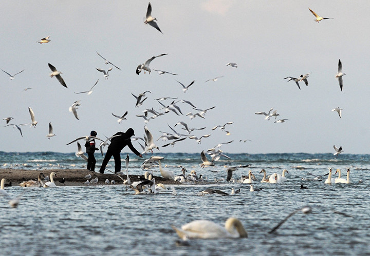 Một người đàn ông và cậu bé cho những chú chim ăn ở vịnh Omega thuộc Sevastopol.