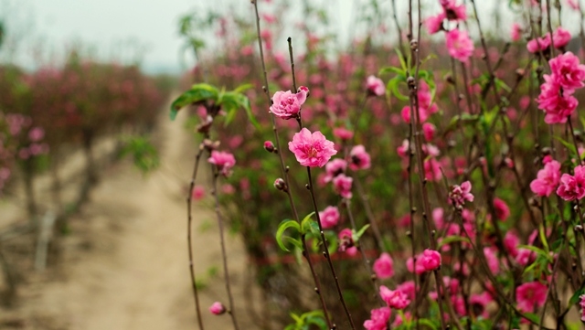 Nhat Tan’s famous peach blossoms are blooming, signalling the coming of a new spring.