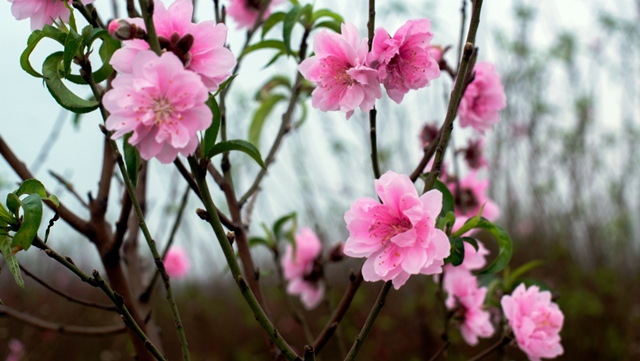 About 7km northwest from the centre of Hanoi, Nhat Tan village in Tay Ho District is famous for its peach blossoms along with different varieties and colours.