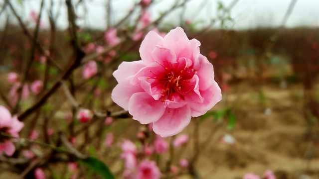 Nhat Tan peach blossoms are renowned for their big blooms, thick petals and vivid colours.