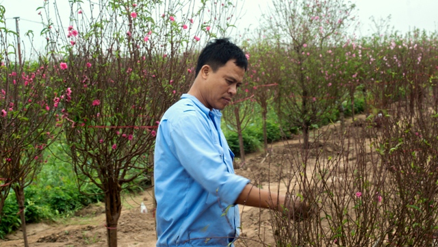As peach trees have started blossoming sooner than in previous years due to the warm weather in recent days, local farmers are seeking to slow down the process so that the peach blossoms will bloom just in time for Tet.