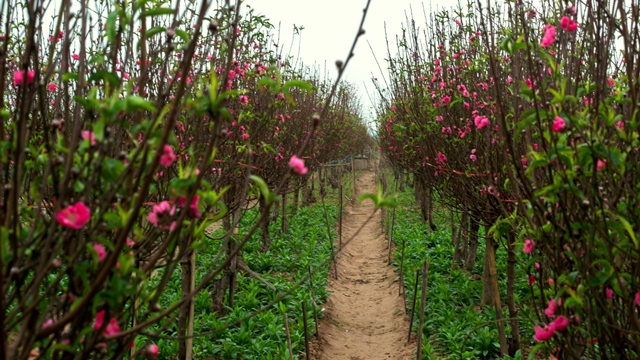 Most of the flowers will bloom over the next few weeks but horticulturists have already begun selling their peach blossoms to customers.