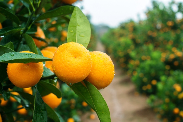 Along with peach blossom, people usually decorate their home with kumquat trees during Tet, similar to Christmas trees in the West. Kumquat trees can also be found in Nhat Tan village.