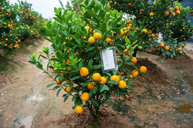 With its green leaves and colourful fruits, the kumquat tree is a symbol of wealth and happiness in the New Year.