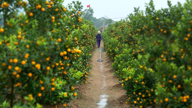 Peach and kumquat trees are indispensable to the traditional holiday in the northern region.