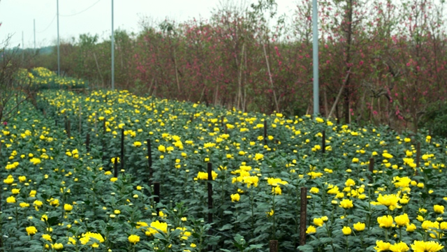 In addition to peach and kumquat trees, Nhat Tan farmers also grow seasonal flowers, including yellow daisies.