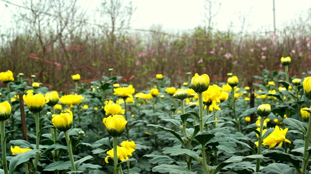 Yellow daisies stand out against the background of pink peach blossoms.