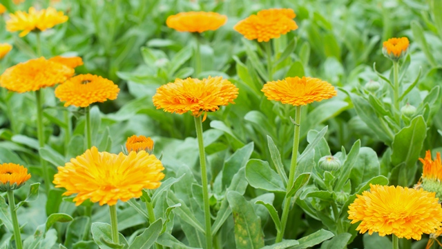 Various kinds of flowers are ready to be sold to customers for Tet.