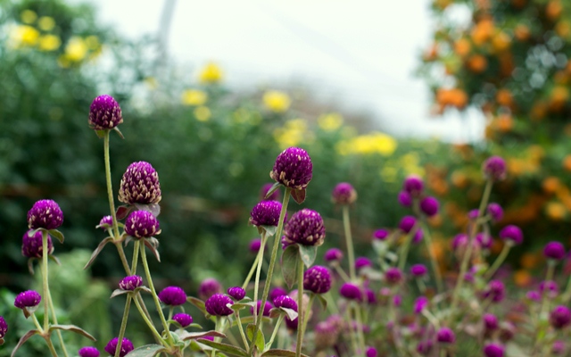 Purple buttons of globe amaranth are another flower commonly found in the gardens of Nhat Tan precinct in recent years.