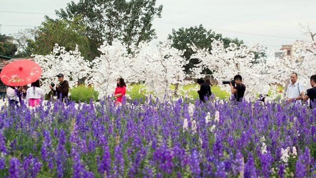 Nhat Tan gardens are also an ideal place for young people to enjoy memorable moments and the colourful atmosphere of Tet.