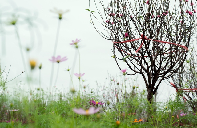 Flowers are carefully and gracefully nurtured throughout the three weeks remaining until Tet.
