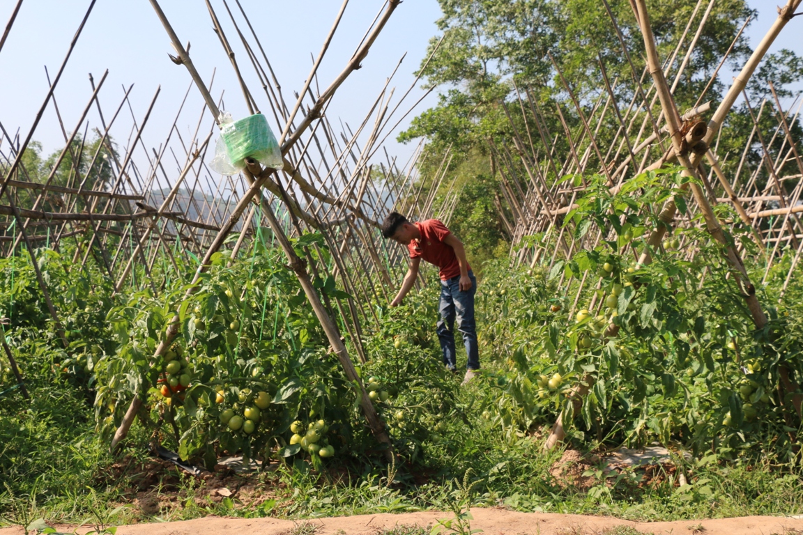 Mô hình trồng rau an toàn của gia đình ông Hoàng Quốc Dũng, thôn Thác Bưởi 1, xã Tiên Lãng, huyện Tiên Yên.