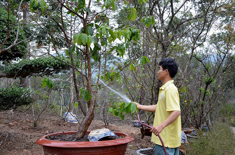 Cán bộ kỹ thuật Công ty CP Phát triển Tùng Lâm chăm sóc hoa, cây cảnh phục vụ Tết.