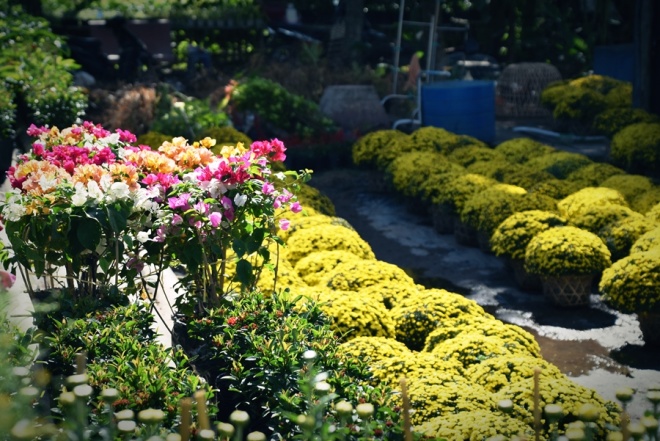 Là thành phố hoa lớn nhất miền Tây, Sa Đéc cung cấp hoa cảnh trưng Tết cho nhiều nơi. Từ đầu tháng Chạp, nơi đây còn thu hút đông du khách về tham quan cảnh sắc làng hoa.
