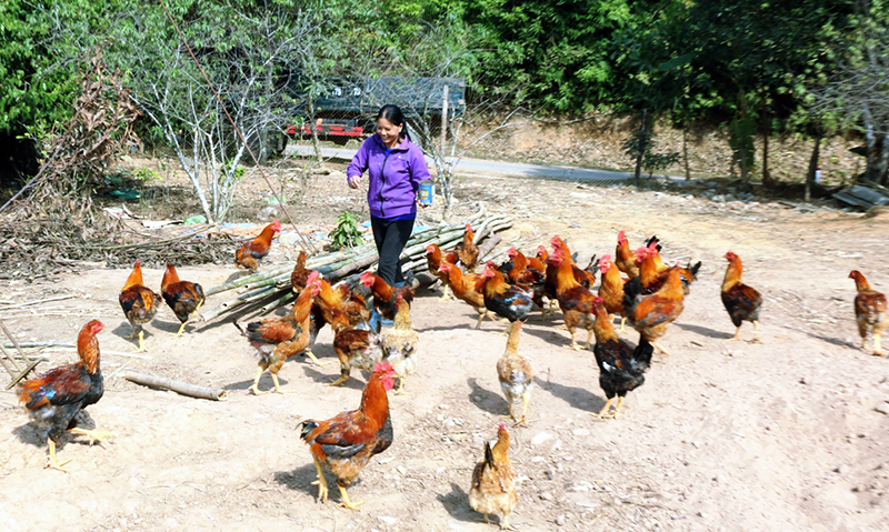Mô hình chăn nuôi gà đồi của gia đình ông Nịnh Văn Hới, thôn Khe Pụt, xã Thanh Sơn, huyện Ba Chẽ mỗi năm cho thu nhập hơn 150 triệu đồng.
