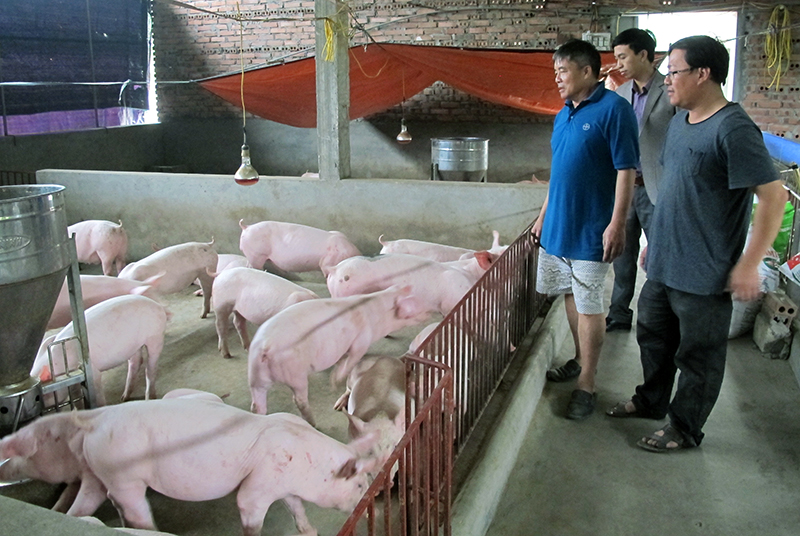 Trang trại chăn nuôi lợn của gia đình ông Vũ Xuân Thành, khu Kim Sen, phường Kim Sơn cho doanh thu 1 tỷ đồng/năm.