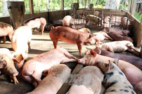 Giá lợn tại Quảng Trị đang rơi vào tình trạng rớt giá thê thảm. Ảnh: Thu Hiền/TTXVN