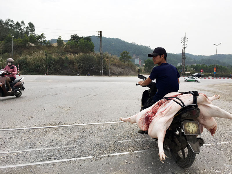 Thịt lợn không rõ nguồn gốc được vận chuyển từ cơ sở giết mổ tại phường Giếng Đáy (TP Hạ Long) đi tiêu thụ. (Ảnh chụp ngày 3-1-2017) 