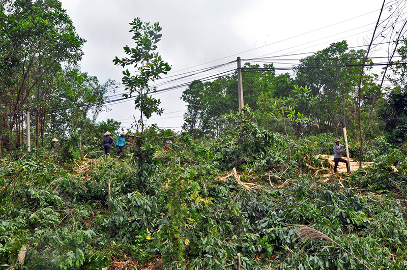 Người dân xã Quảng Lâm khai thác gỗ rừng trồng.