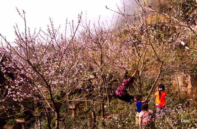 Năm nay thời tiết nắng ấm. Hơn 10 ngày nữa là đến Tết, những cánh đào rừng đã bung nở. Những đứa trẻ vùng cao vô tư nô đùa dưới những rừng đào bạt ngàn.