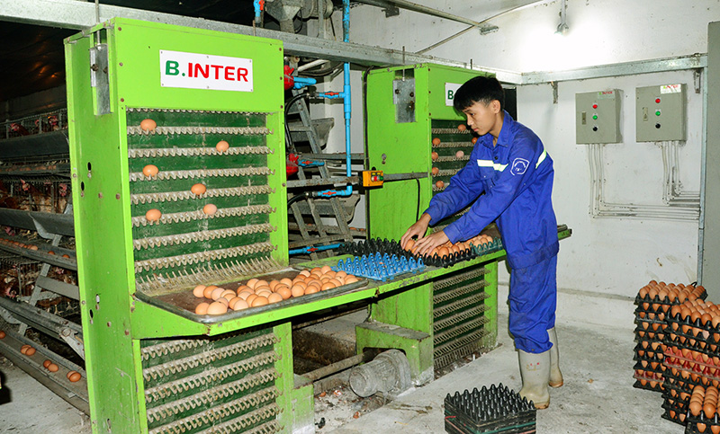 Dây chuyền khép kín từ chăm nuôi tới thu, kiểm tra sản phẩm tại Công ty CP Khai thác khoáng sản Thiên Thuận Tường (Cẩm Phả).