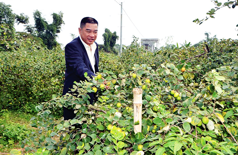 Ông Nguyễn Chí Nhân giới thiệu nguồn gốc giống táo.