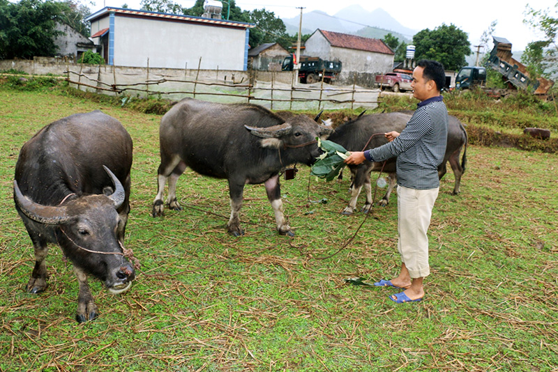 Mô hình nuôi trâu thương phẩm tập trung của gia đình ông Bàn Sinh Khoa, thôn Đồng Trà, xã Đồng Lâm (huyện Hoành Bồ) cho hiệu quả kinh tế cao.