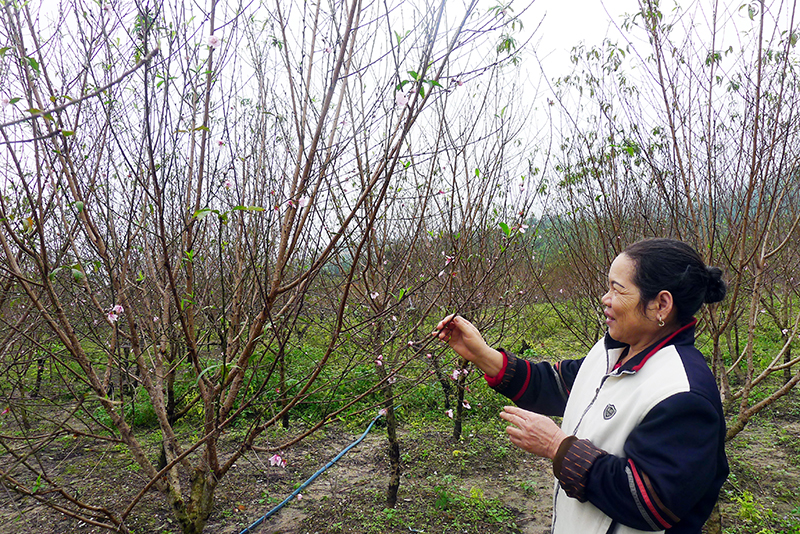 Vườn đào nhà bà Cao Thị Cách (thôn 6, xã Hạ Long, huyện Vân Đồn) hiện trồng trên 500 cây đào, Tết năm nay dự kiến thu trên 200 triệu đồng.