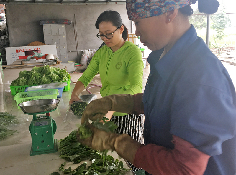Công ty CP Đầu tư Song Hành Quảng Ninh (TX Quảng Yên) chuẩn bị sản phẩm rau an toàn tham gia Hội chợ OCOP Quảng Ninh Xuân 2017.