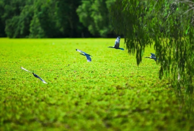 Rừng tràm Trà Sư (An Giang) có diện tích khoảng 850 ha. Điểm khiến mọi du khách bị mê hoặc tại đây chính là bề mặt rừng được phủ bởi màu xanh mơn mởn của bèo tây giăng kín mặt nước với hệ thống động, thực vật phong phú. Ảnh: Cuồng chân.
