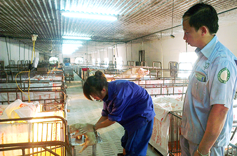 Kiểm tra chất lượng lợn giống tại cơ sở chăn nuôi phường Hà Khánh (TP Hạ Long) của Công ty TNHH Minh Châu.