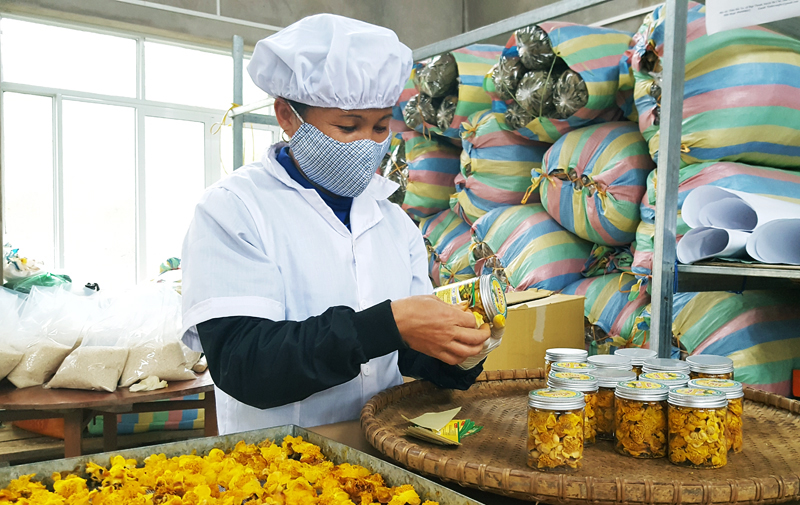 Một trong những sản phẩm trà hoa vàng hiện được nhiều người tiêu dùng lựa chọn là lọ 30g, giá bán 400.000 đồng/lọ.