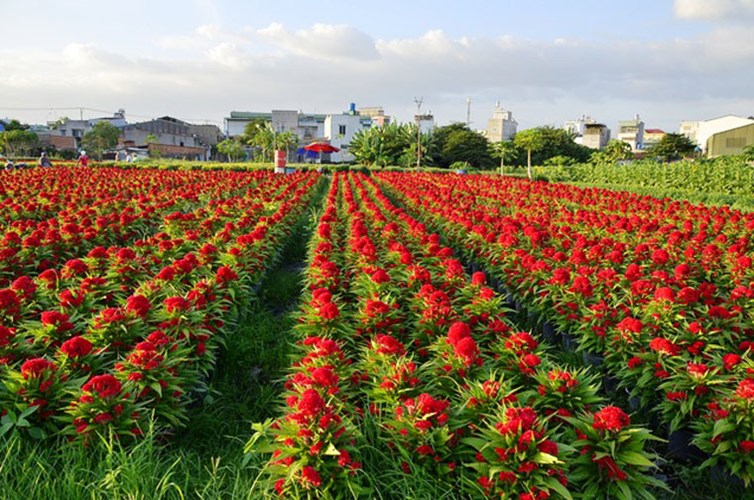  Cảnh sắc các làng hoa ở Sài Gòn càng thêm rực rỡ khi xen giữa những luống cúc vàng là bạt ngàn hoa mào gà đỏ thắm. 