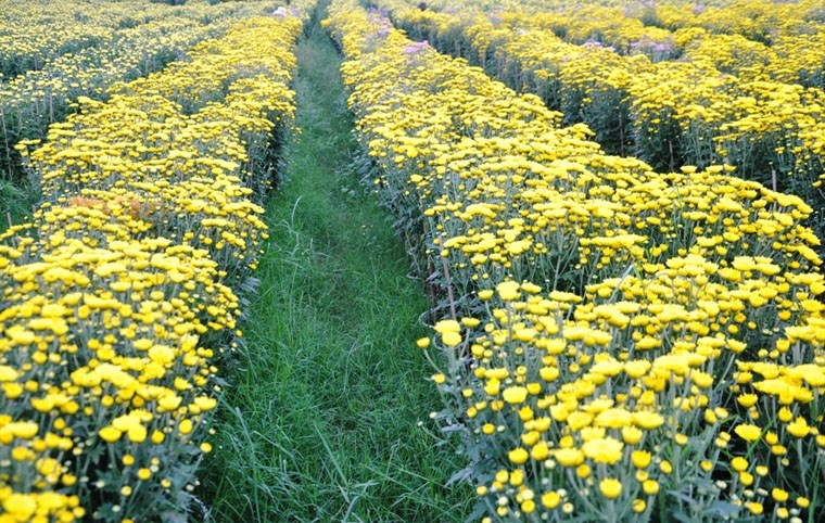  Trong khi đó, nhiều nông dân khác lại than thở, do ảnh hưởng thời tiết thất thường nên hàng nghìn chậu hoa cúc không kết nụ, hoặc nở sớm. 