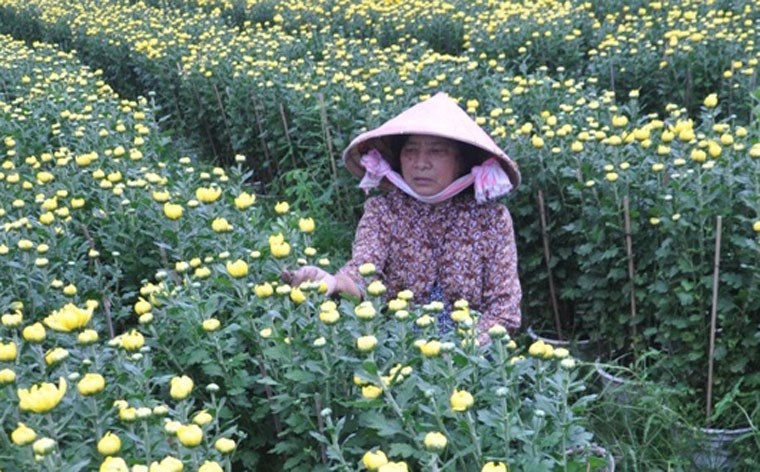  Theo người dân trồng hoa ở Sài Gòn, do hoa mất mùa nên những ngày cận Tết, rất nhiều thương lái tìm đến đặt mua và ra giá cao hơn nhưng do đã có người đặt cọc trước nên những thương lái đến mua sau đều ra về tay không. 