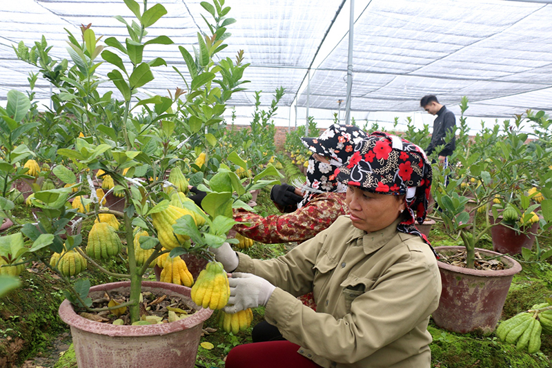 Công nhân chăm sóc cây phật thủ trong chậu tại HTX Hoa cây cảnh chất lượng cao Thịnh Phát, xã Bình Khê, TX Đông Triều.