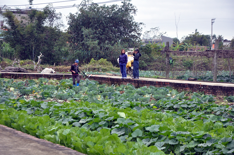Vùng sản xuất rau tập trung tại thôn 4, xã Quảng Minh.