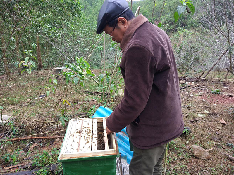Từ 400 đàn ong hiện có, ông Nghĩa dự tính HTX sẽ tách nhân thành 1.000 đàn ong trong 2 năm tới.