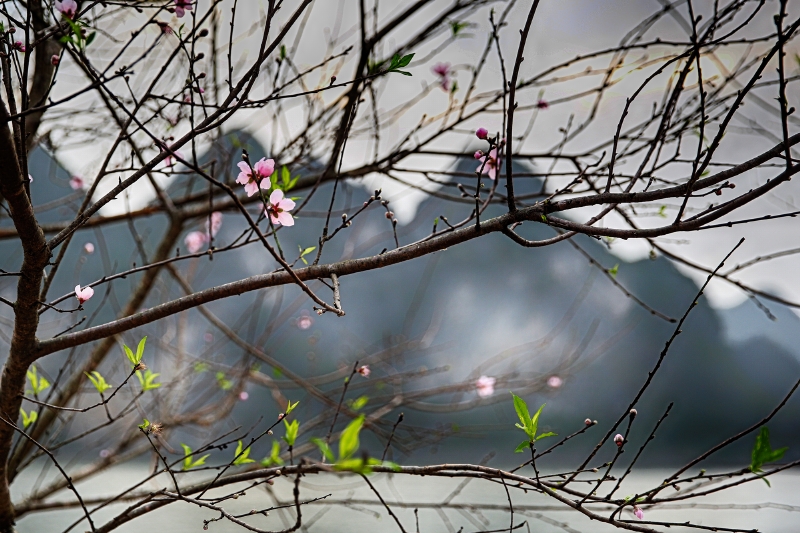 Hoa đào truyền thống của mùa xuân miền Bắc bung mình bên Vịnh Hạ Long 